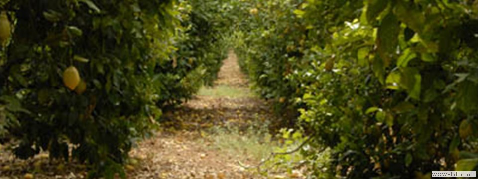 cultivos naranjas - casa rural mallorca